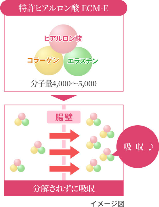 特許ヒアルロン酸 ECM-E は従来の20/1のため分解されず、ぐんぐん吸収